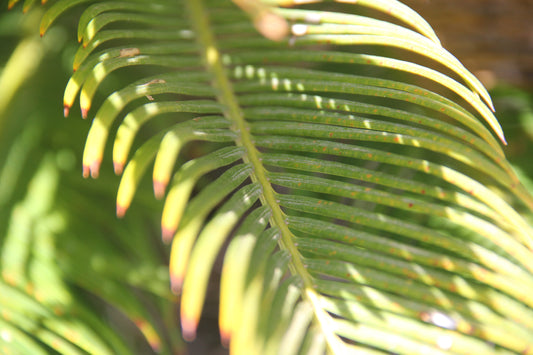 Green č. 10 — Umelecká Tlač