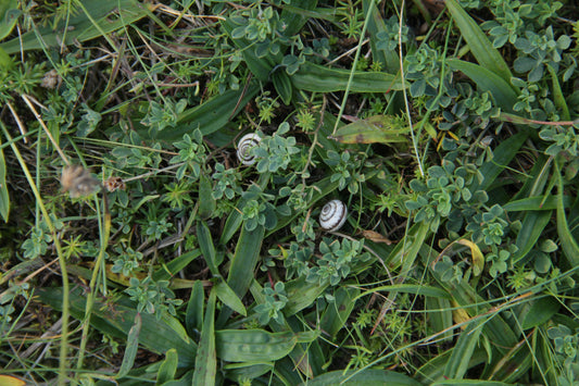Green č. 16 — Umelecká Tlač