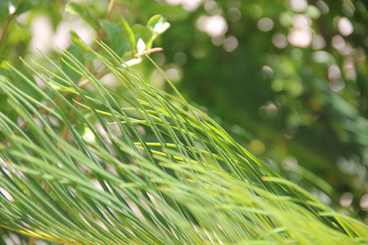 Green č. 19 — Umelecká Tlač