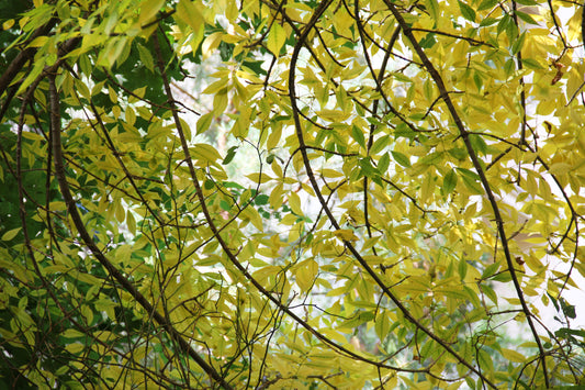 Green č. 27 — Umelecká Tlač