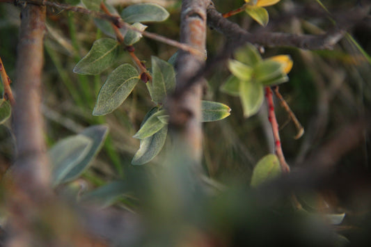 Green č. 33 — Umelecká Tlač