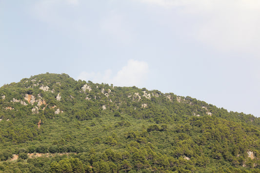Green č. 34 — Umelecká Tlač