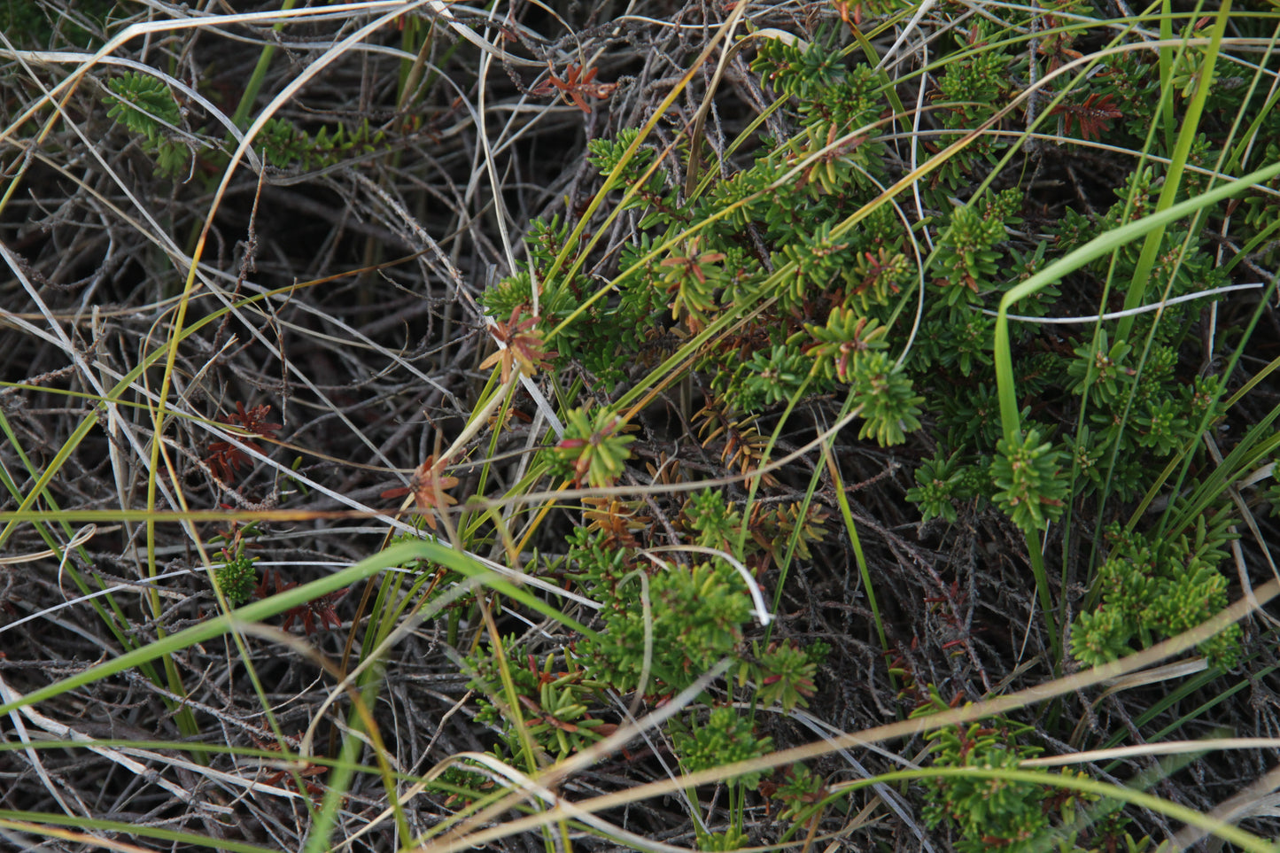 Green č. 09 — Umelecká Tlač