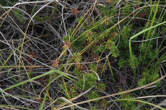 Green č. 09 — Umelecká Tlač