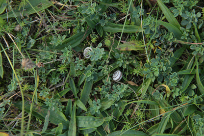 Green č. 16 — Umelecká Tlač