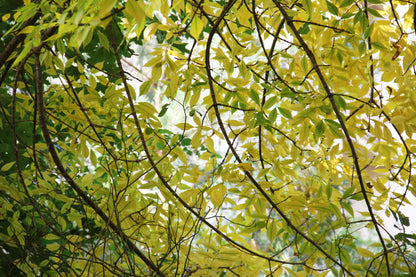 Green č. 27 — Umelecká Tlač
