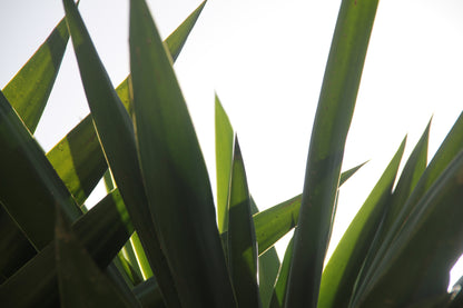 Green č. 32 — Umelecká Tlač